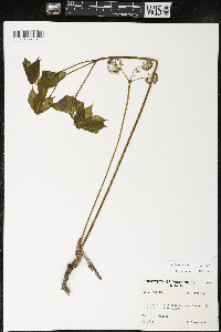 Aralia nudicaulis image