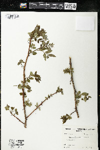 Zanthoxylum americanum image