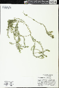 Elodea nuttallii image