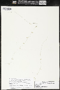 Callitriche palustris image