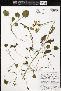 Packera paupercula image