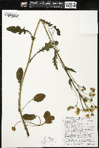 Packera paupercula image