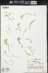 Floerkea proserpinacoides image