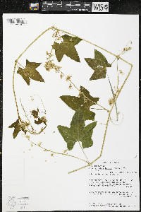Echinocystis lobata image