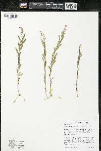 Polygala polygama var. obtusata image