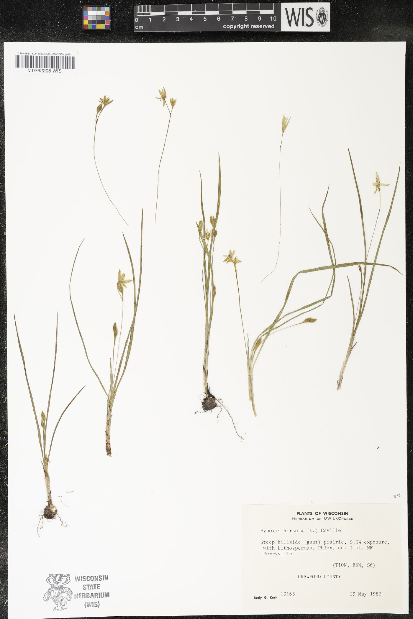 Hypoxis hirsuta image