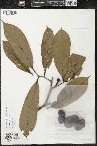 Diclinanona tessmannii image