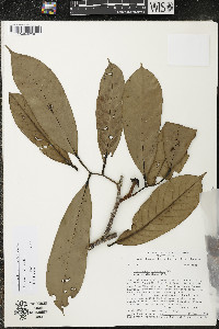 Diclinanona tessmannii image