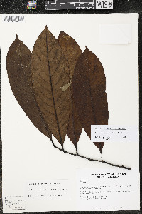 Diclinanona calycina image