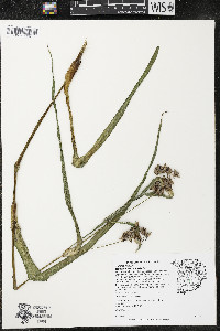 Tradescantia ohiensis image