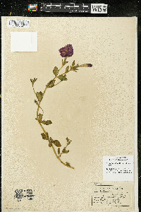 Petunia integrifolia image