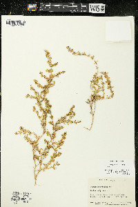 Calibrachoa parviflora image