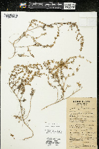 Calibrachoa parviflora image