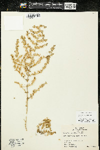 Calibrachoa parviflora image