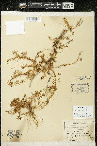 Calibrachoa parviflora image