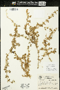 Calibrachoa parviflora image