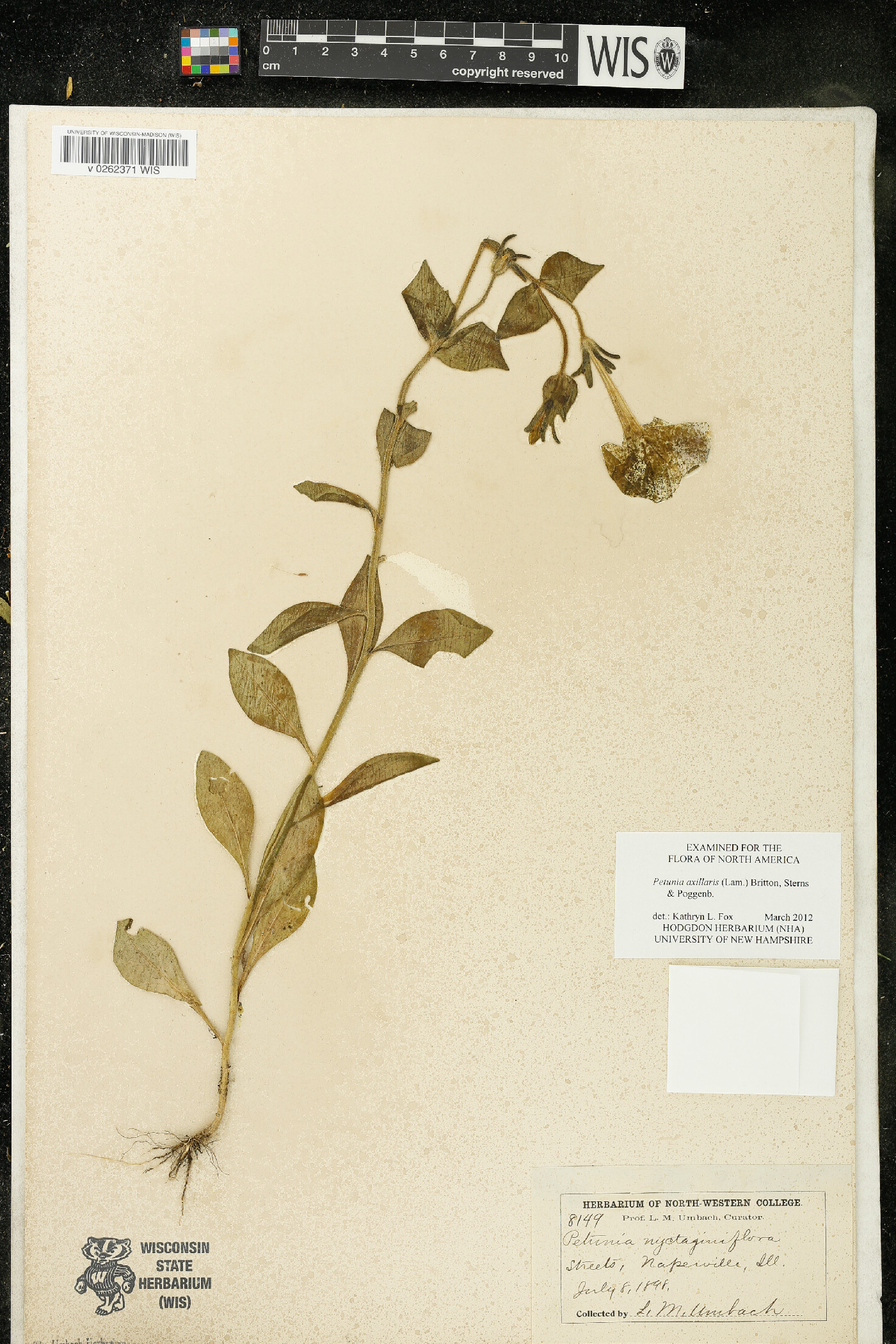 Petunia axillaris image