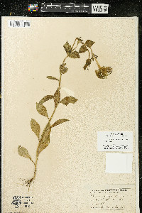 Petunia axillaris image