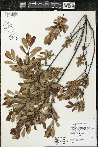 Myrica gale image