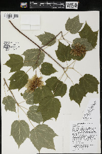 Acer spicatum image