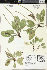 Plantago rugelii image