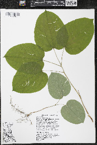 Smilax ecirrhata image