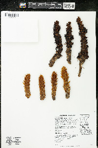 Conopholis americana image