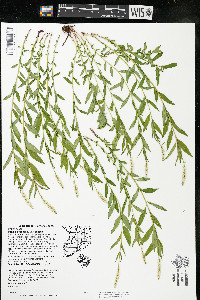 Polygala senega image