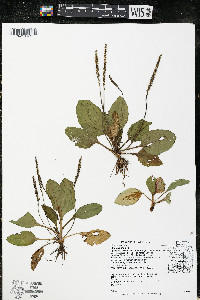 Plantago major image