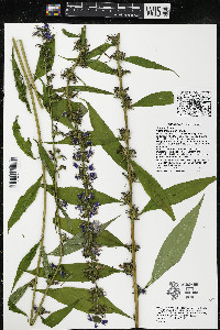 Campanulastrum americanum image