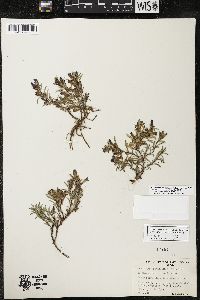 Penstemon crandallii image