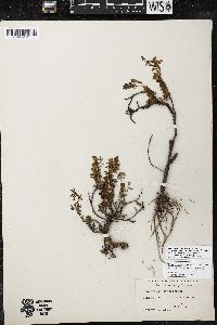 Penstemon crandallii var. procumbens image