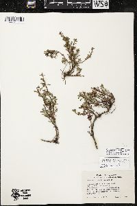 Penstemon crandallii var. procumbens image