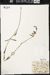 Penstemon australis image