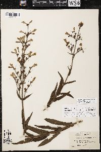 Penstemon canescens image