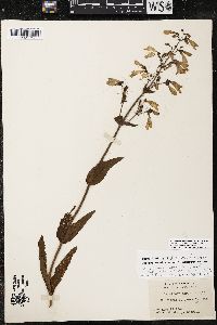 Penstemon canescens image