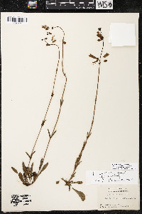 Penstemon australis image