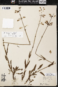 Penstemon australis image