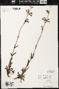 Penstemon australis image