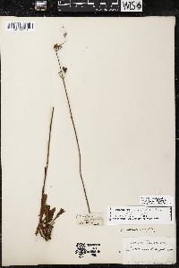 Penstemon australis image