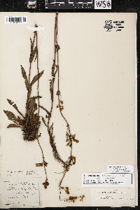 Penstemon australis image