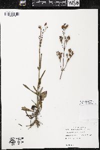 Penstemon laxiflorus image