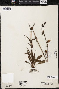 Penstemon australis image