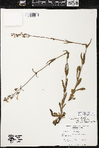 Penstemon australis image