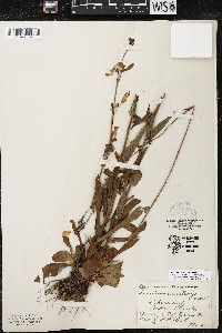 Penstemon australis image