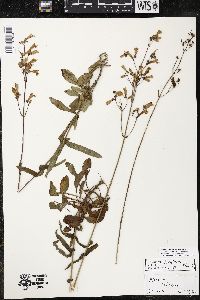 Penstemon laxiflorus image