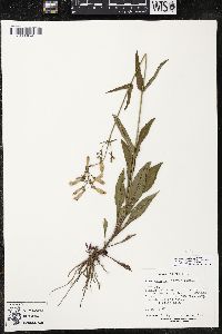 Penstemon laxiflorus image