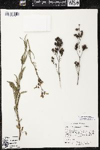 Penstemon laxiflorus image