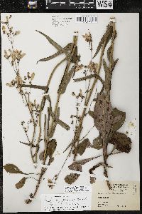 Penstemon laxiflorus image