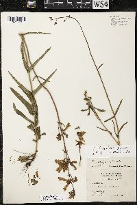 Penstemon laxiflorus image